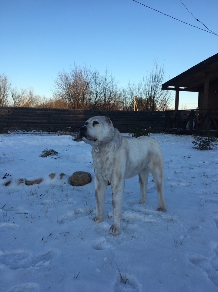 Life-size sculpture made from a single tree trunk - Dog, Sculpture, Wood carving, Longpost