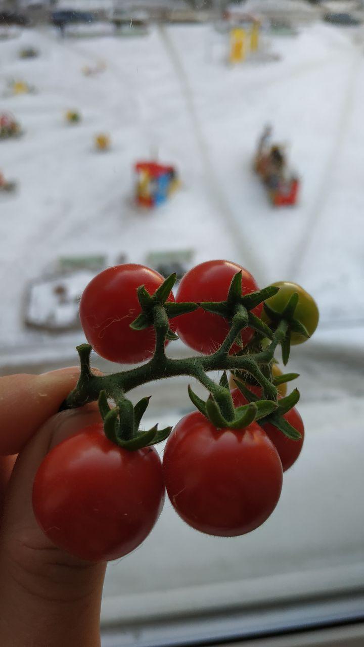 This hydroponics again: installation V. 7.0 - My, Hydroponics, With your own hands, Cherry tomatoes, I'm an engineer with my mother, Longpost