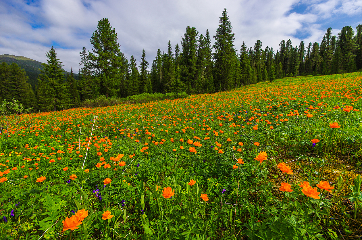 Flower seas - My, Ergaki, Flowers, Travels, Holidays in Russia, Leisure, Family holiday, wildlife, Michael, Longpost