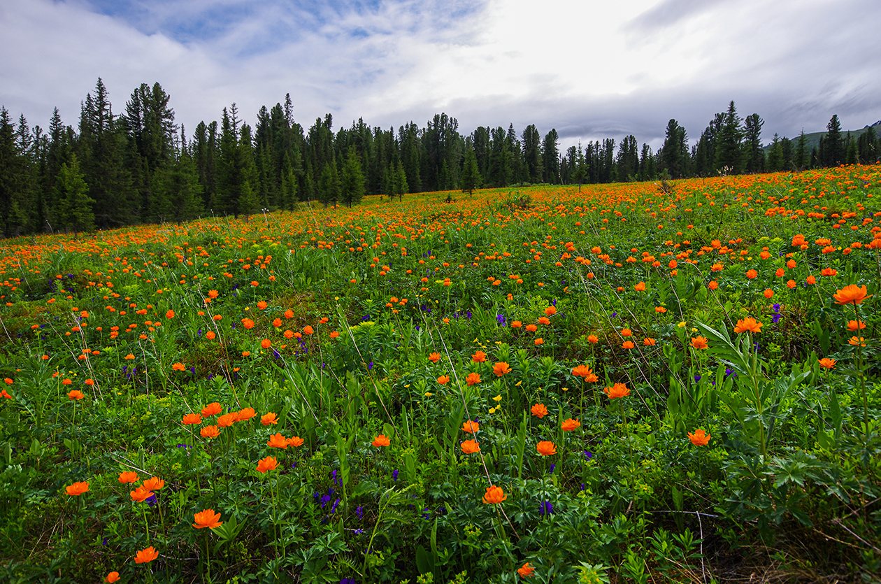 Flower seas - My, Ergaki, Flowers, Travels, Holidays in Russia, Leisure, Family holiday, wildlife, Michael, Longpost