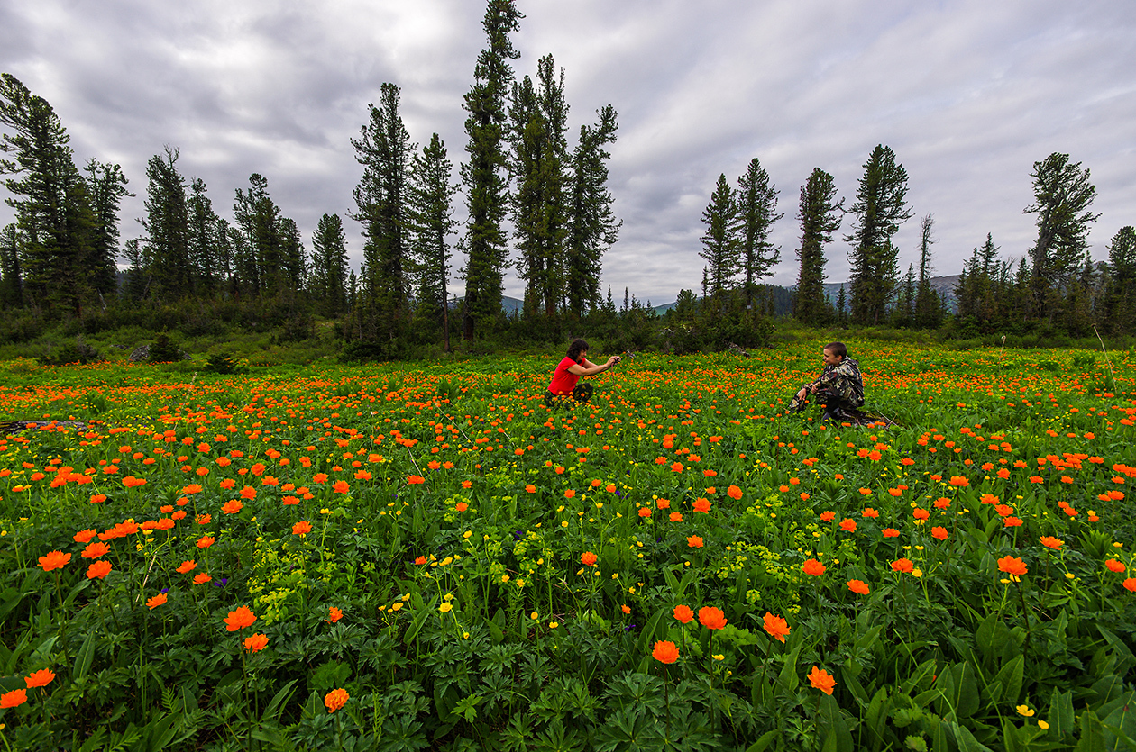 Flower seas - My, Ergaki, Flowers, Travels, Holidays in Russia, Leisure, Family holiday, wildlife, Michael, Longpost