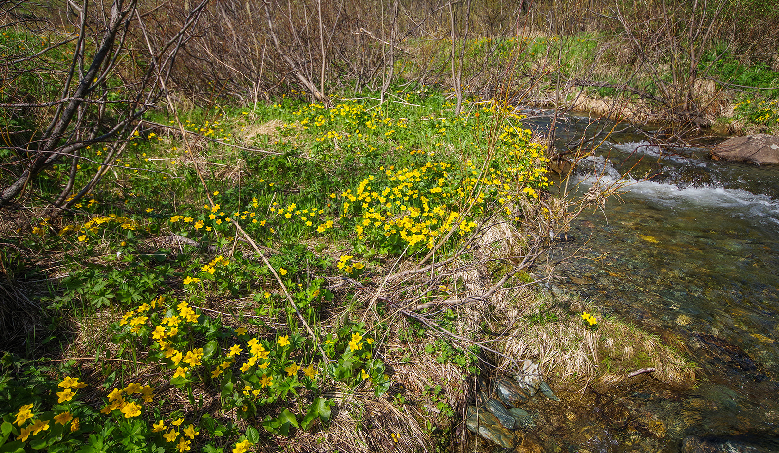 Flower seas - My, Ergaki, Flowers, Travels, Holidays in Russia, Leisure, Family holiday, wildlife, Michael, Longpost