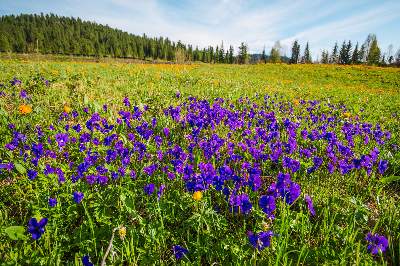 Flower seas - My, Ergaki, Flowers, Travels, Holidays in Russia, Leisure, Family holiday, wildlife, Michael, Longpost