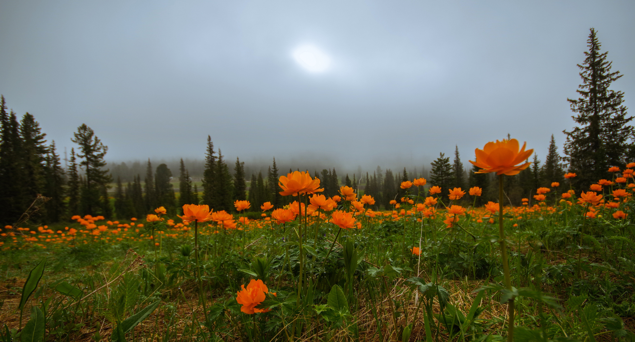 Flower seas - My, Ergaki, Flowers, Travels, Holidays in Russia, Leisure, Family holiday, wildlife, Michael, Longpost