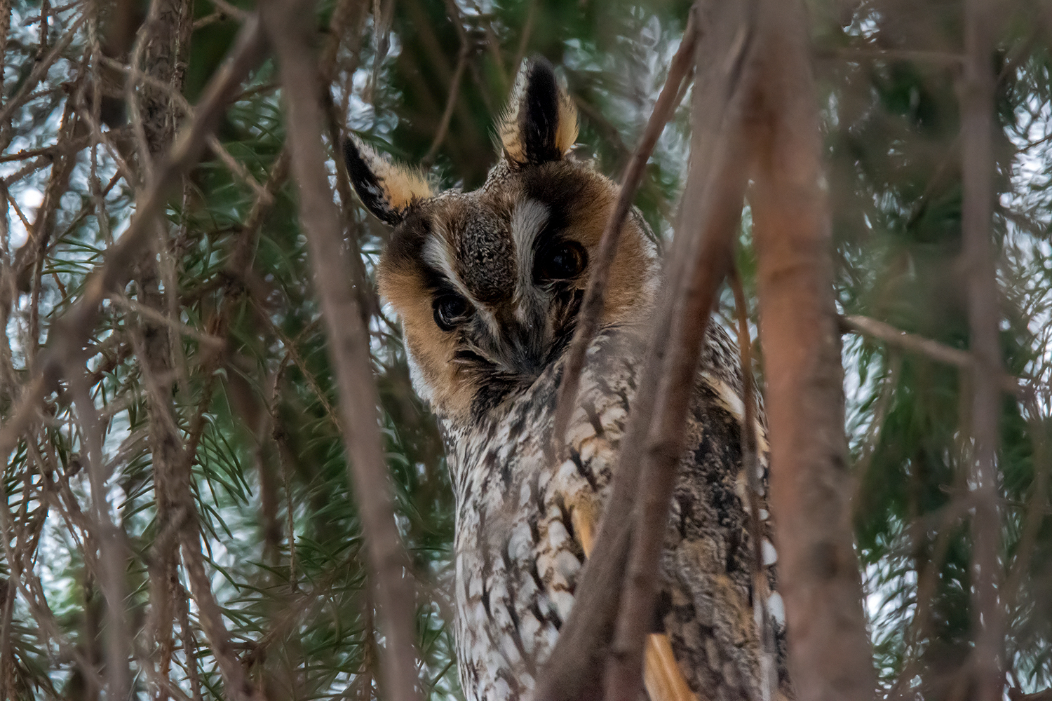 Long eared owl - My, Owl, Birds, The photo, Nikon, Saint Petersburg, Longpost