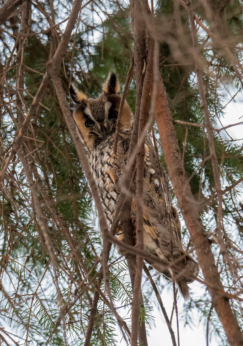 Long eared owl - My, Owl, Birds, The photo, Nikon, Saint Petersburg, Longpost