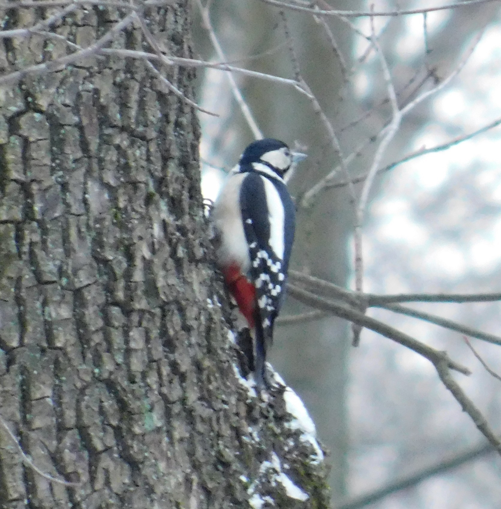 And here comes the woodpecker. Theological cemetery. 01/05/2020 - My, Great spotted woodpecker, Ornithology, Bird watching, Saint Petersburg, Cemetery, Birds, Longpost