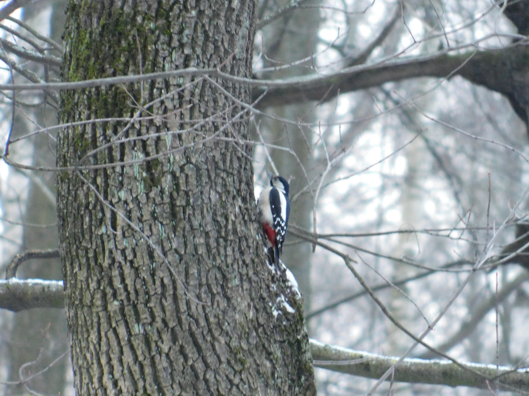 And here comes the woodpecker. Theological cemetery. 01/05/2020 - My, Great spotted woodpecker, Ornithology, Bird watching, Saint Petersburg, Cemetery, Birds, Longpost