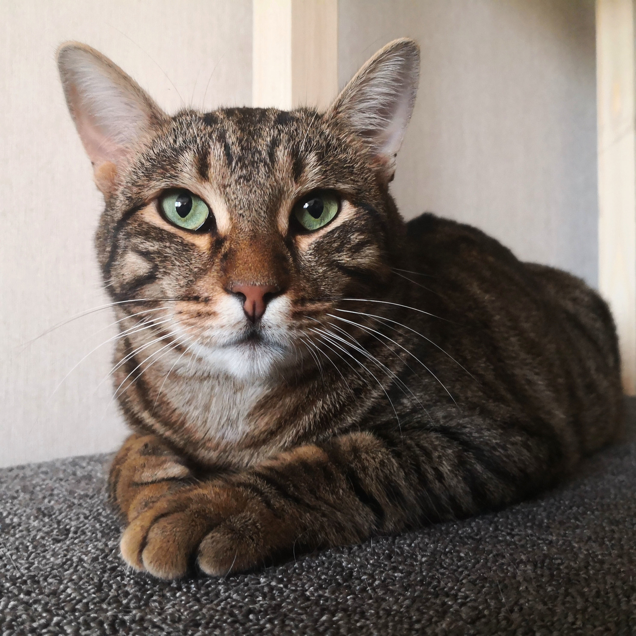 Tigger, striped cat - My, cat, In good hands, Pets, Moscow, Moscow region, No rating, Longpost