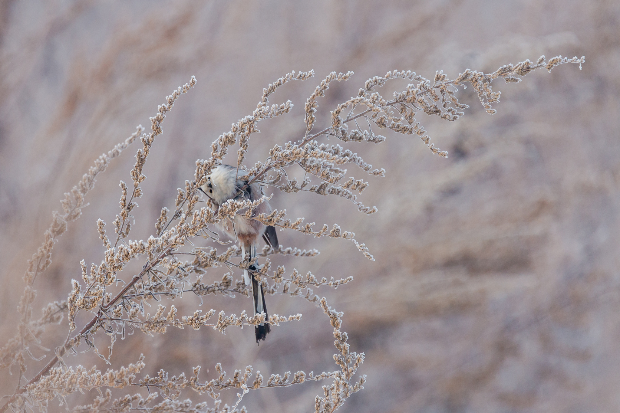 Chickadee or Long-tailed Tit - My, The photo, Birds, Opolovnik, Tit, Winter, Long-tailed