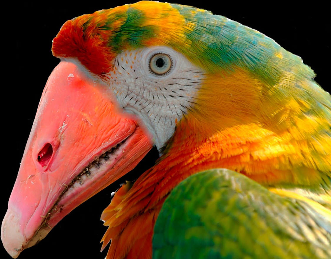 I'll parrot - A parrot, Гусь, Addiction, Photoshop