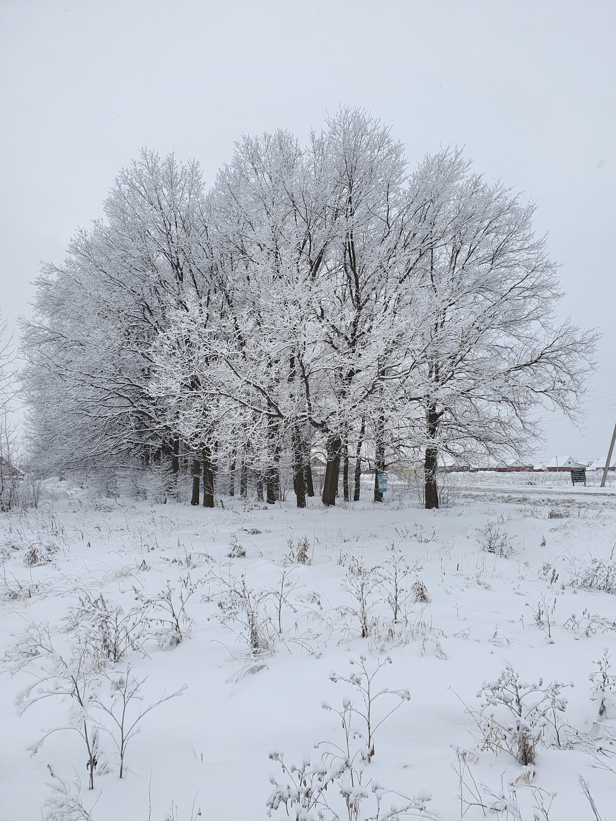 Winter - My, Winter, Tree