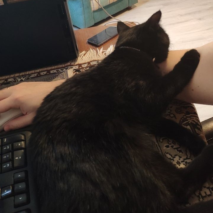 This is how we work together - My, cat, Computer, Work, Dream