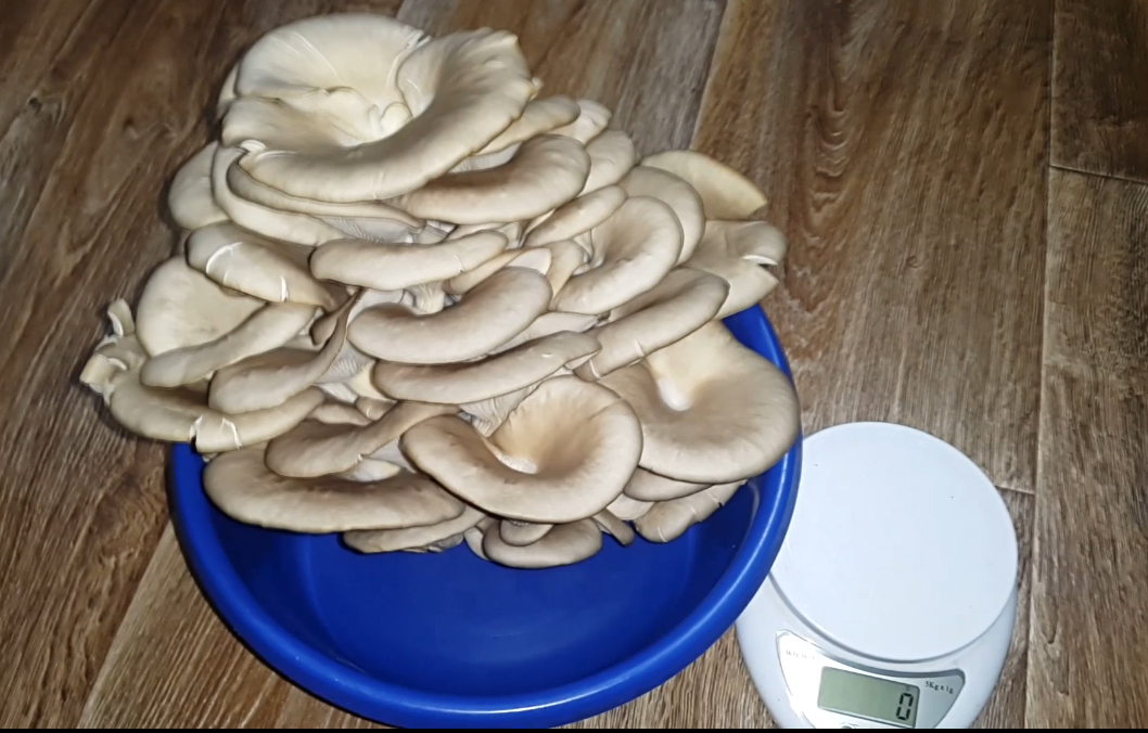 Experiment How to grow mushrooms at home A simple recipe for growing oyster mushrooms - My, Mushrooms, Oyster mushroom, Growing, Recipe, With your own hands, Garden, Video, Longpost, Needlework with process