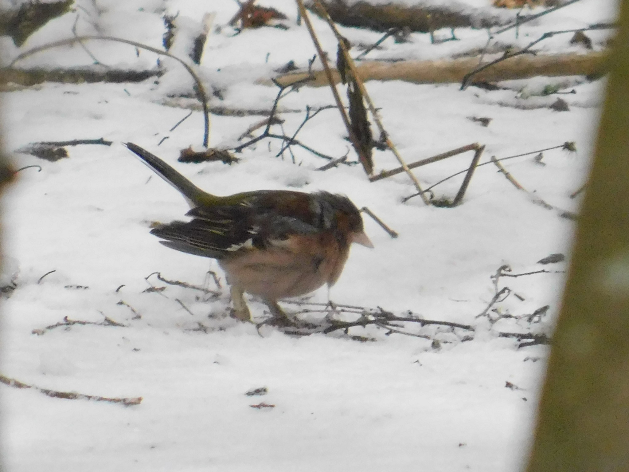 Wounded finch in Sosnovka. 01/06/2020 - My, Finches, Birds, Sosnovka Park, Saint Petersburg, Ornithology, Bird watching, Longpost