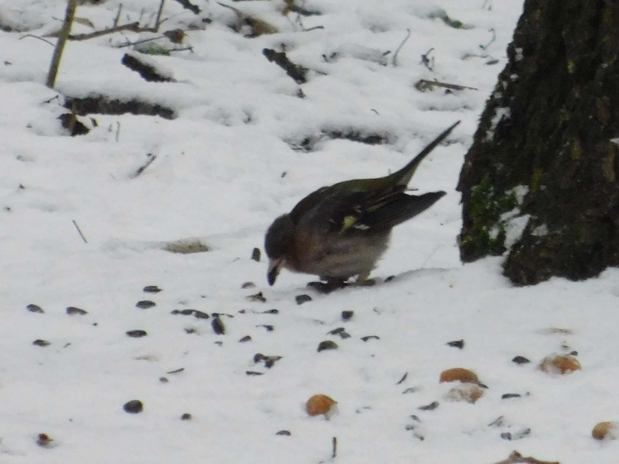 Wounded finch in Sosnovka. 01/06/2020 - My, Finches, Birds, Sosnovka Park, Saint Petersburg, Ornithology, Bird watching, Longpost