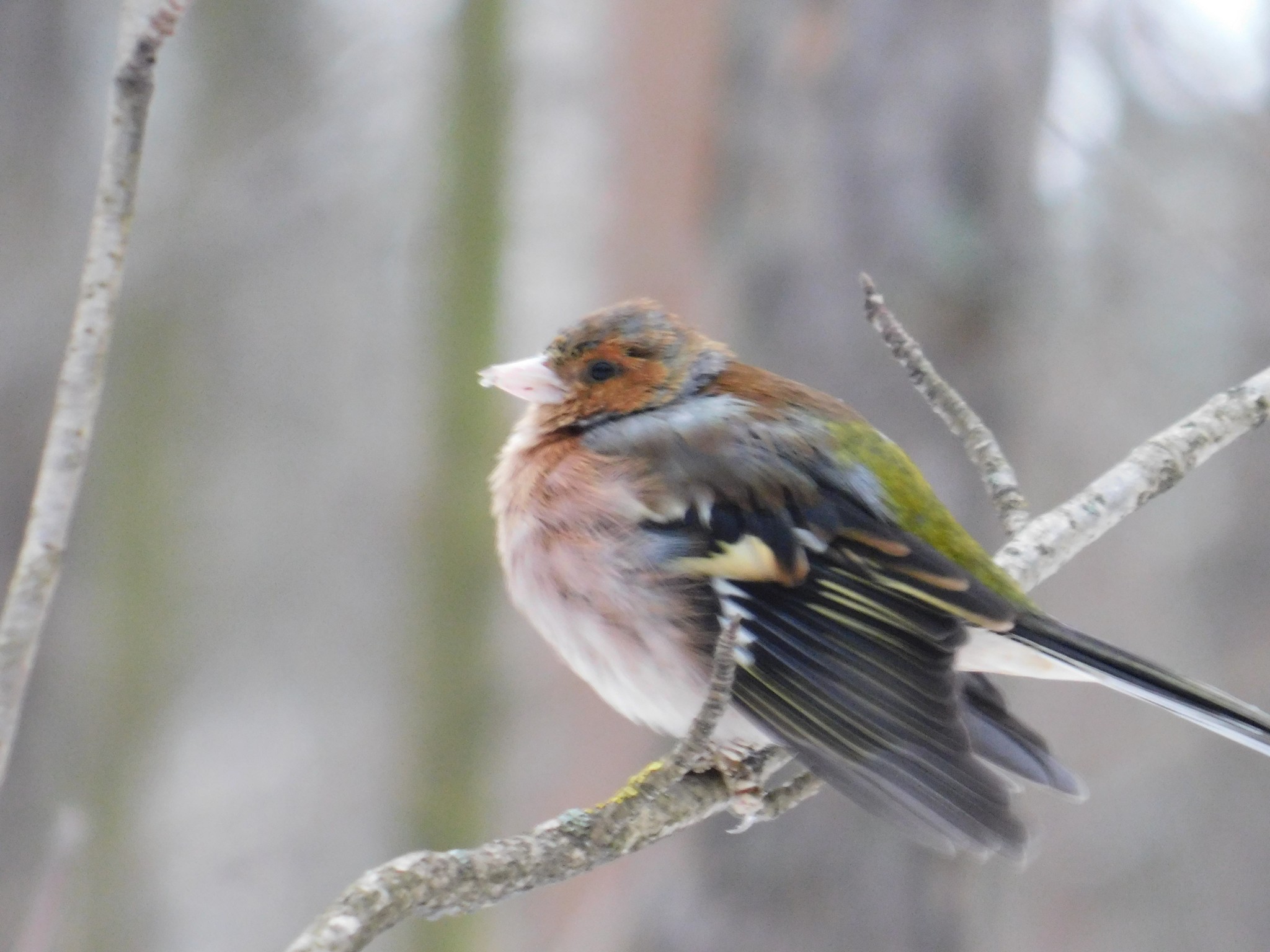 Wounded finch in Sosnovka. 01/06/2020 - My, Finches, Birds, Sosnovka Park, Saint Petersburg, Ornithology, Bird watching, Longpost