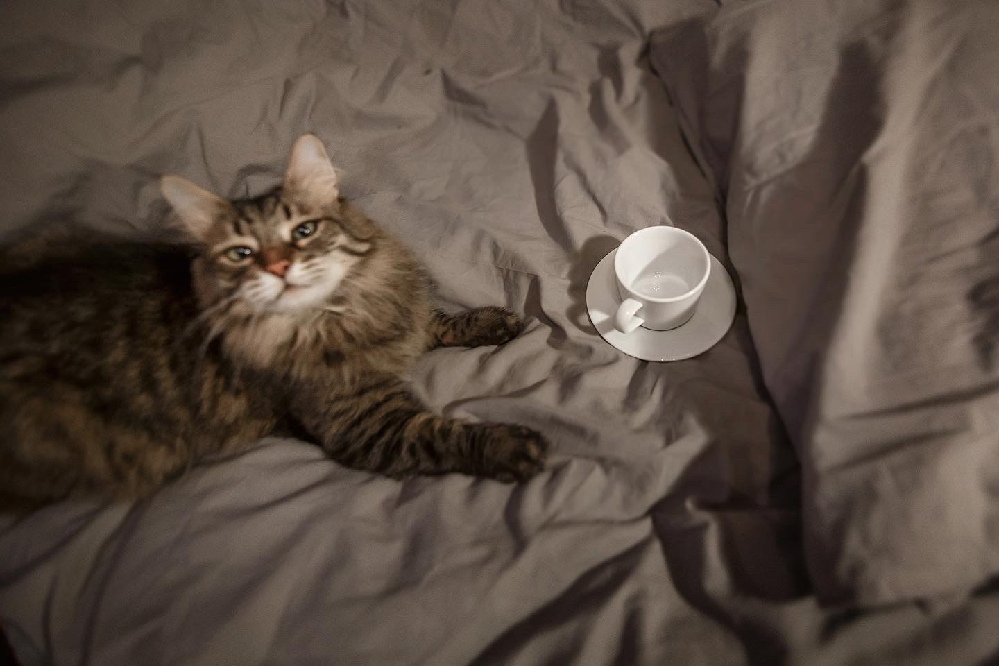 Coffee in bed - My, cat, Coffee, Longpost