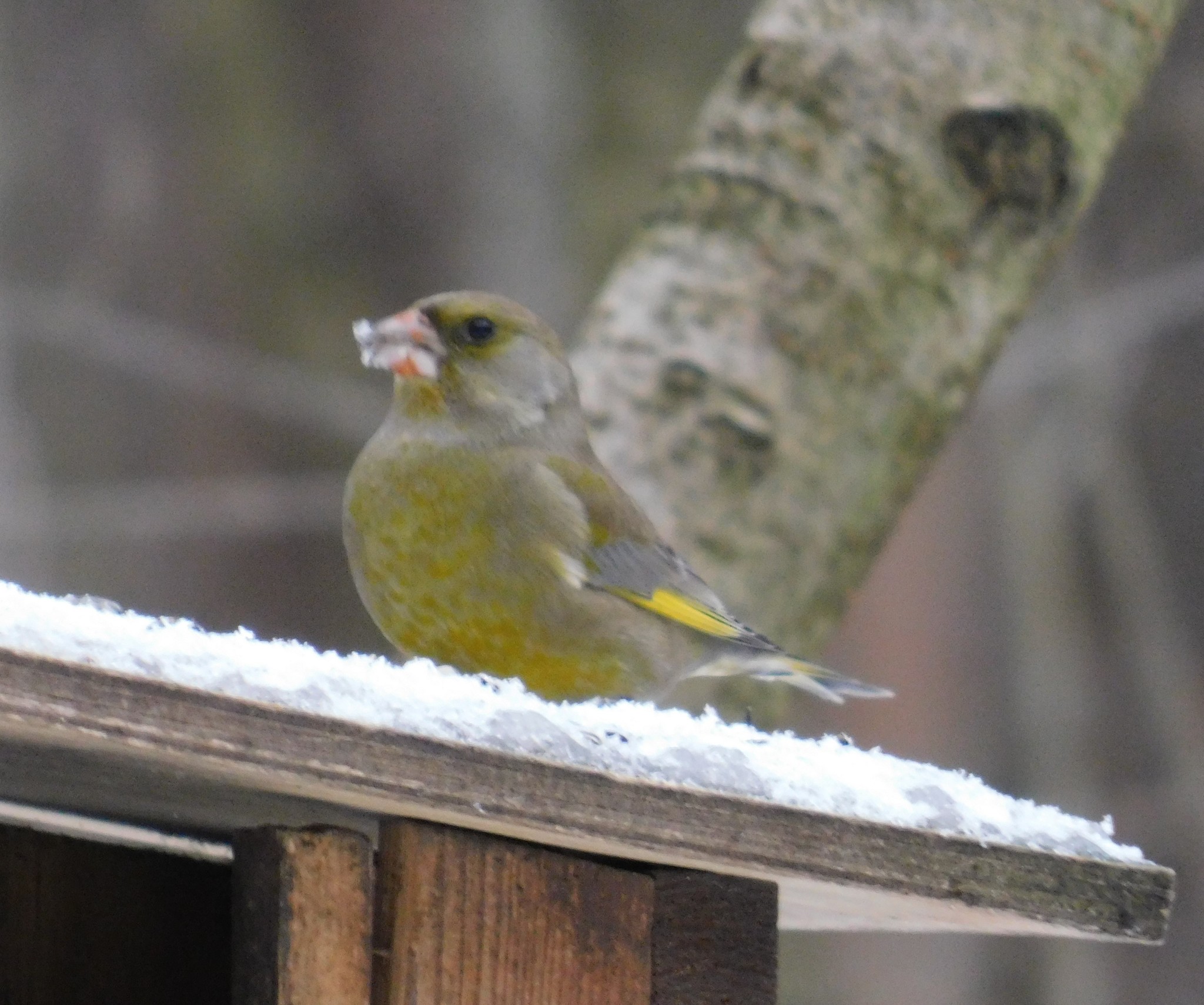 Green flowers in Sosnovka park. 01/06/2020 - My, Greenfinch, Birds, Bird watching, Ornithology, Saint Petersburg, Sosnovka Park, Longpost