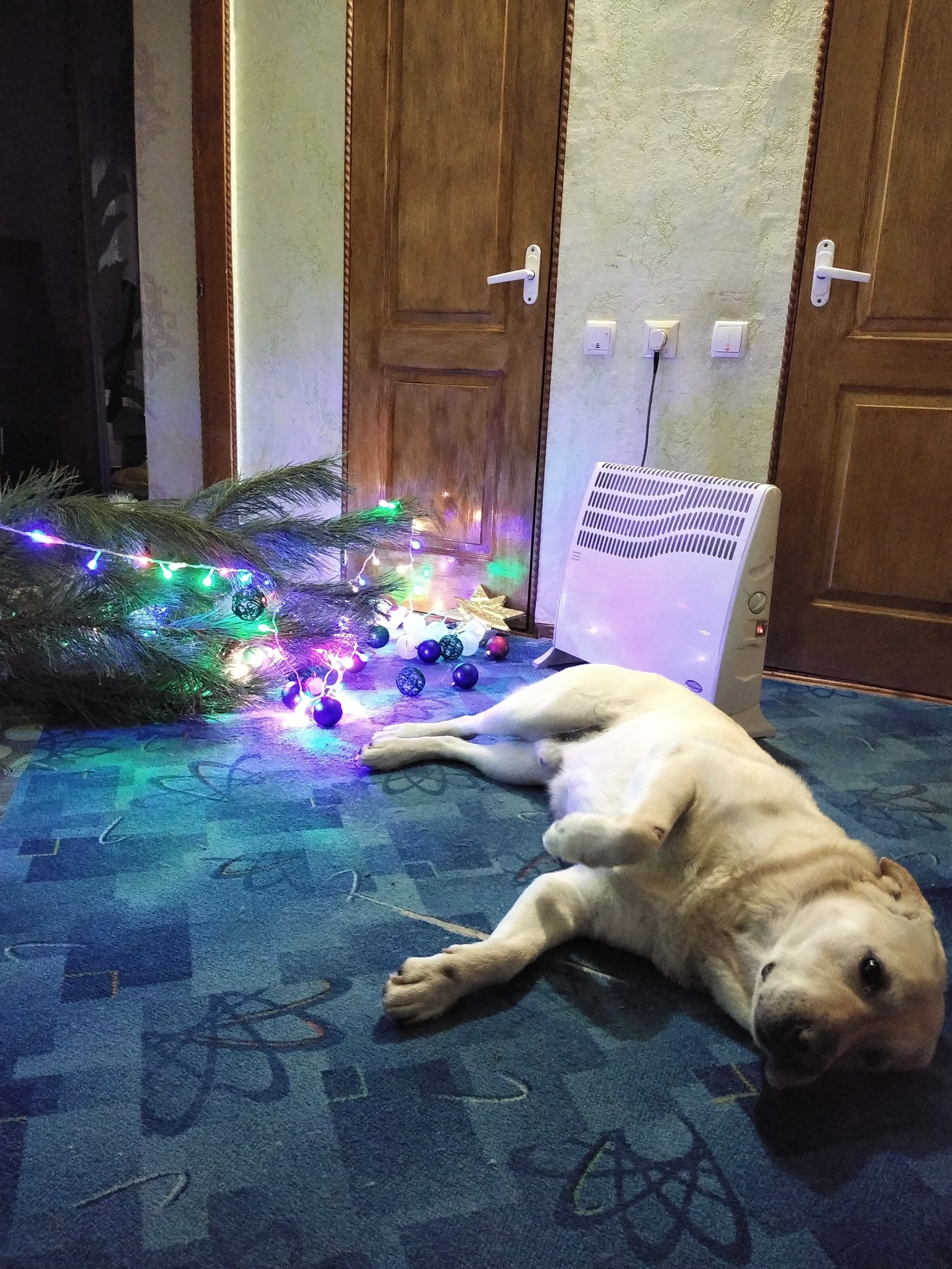 Thanks to Labrador, we decorate the tree once a week. She loves to fall here... - My, Dog, Labrador, Christmas tree, Longpost