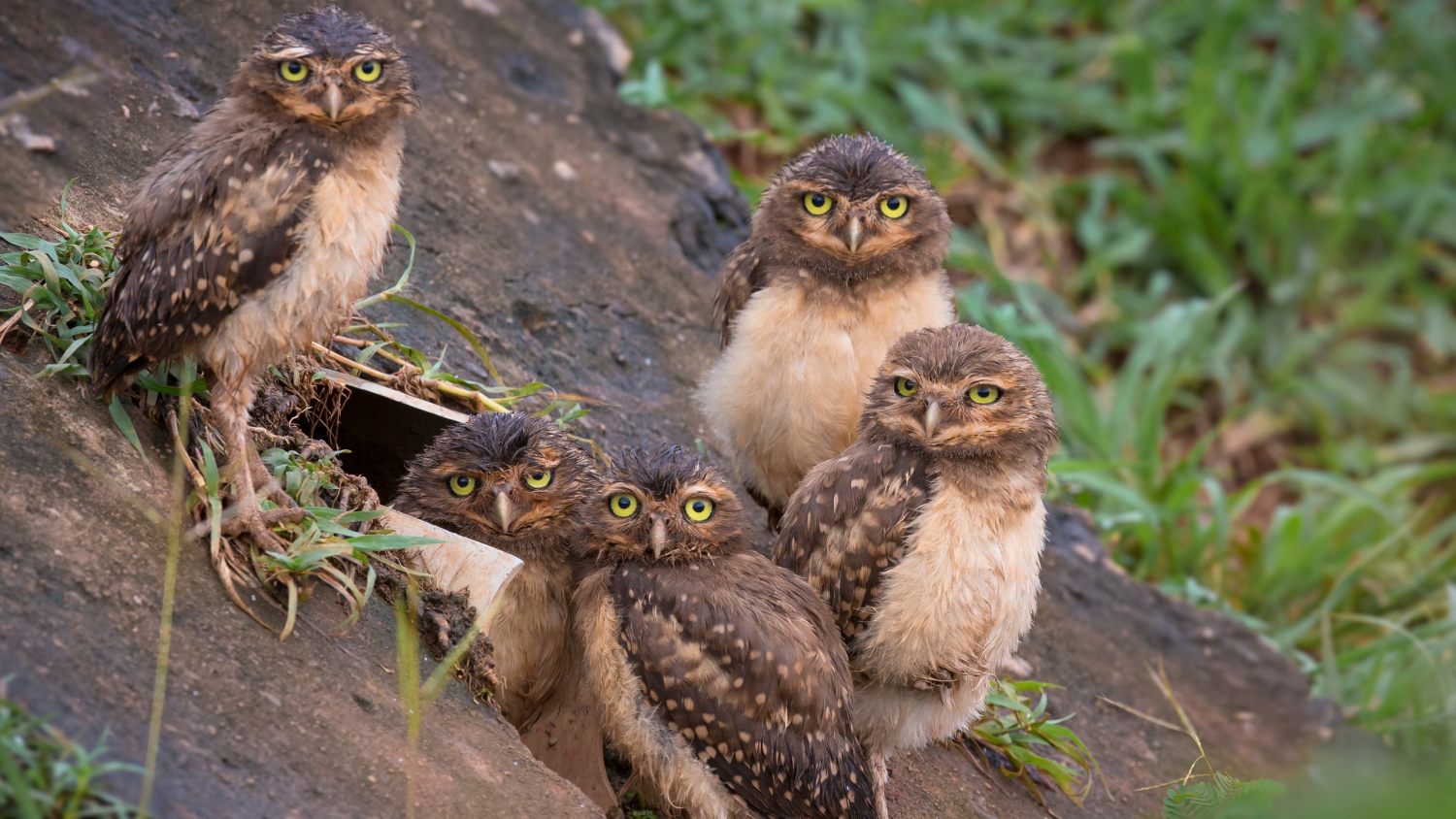 What area are you from? - Owl, Birds, Gopniks