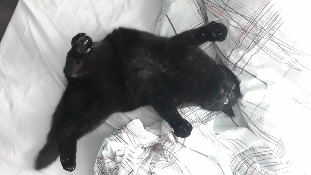 The crazy cat or the awakening of Satan - My, Catomafia, Black cat, cat