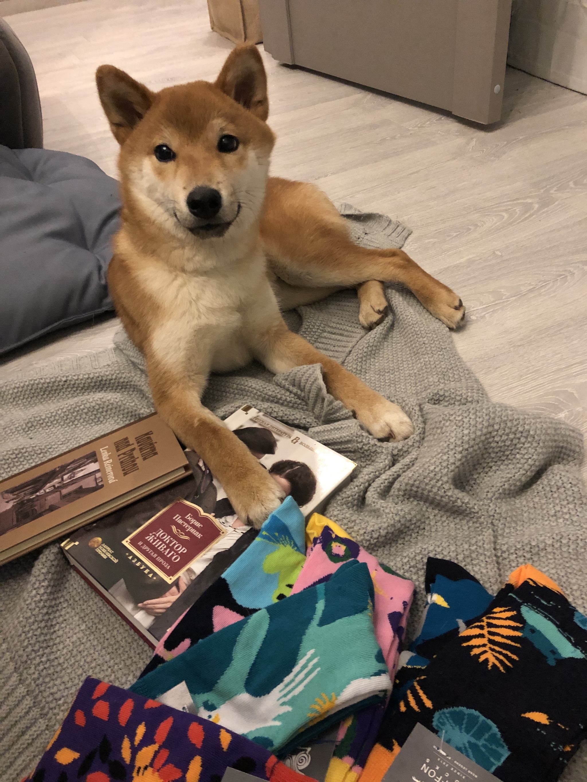 Anonymous Santa Claus: Sam is happy - My, Gift exchange, Secret Santa, Shiba Inu, Gift exchange report, Longpost