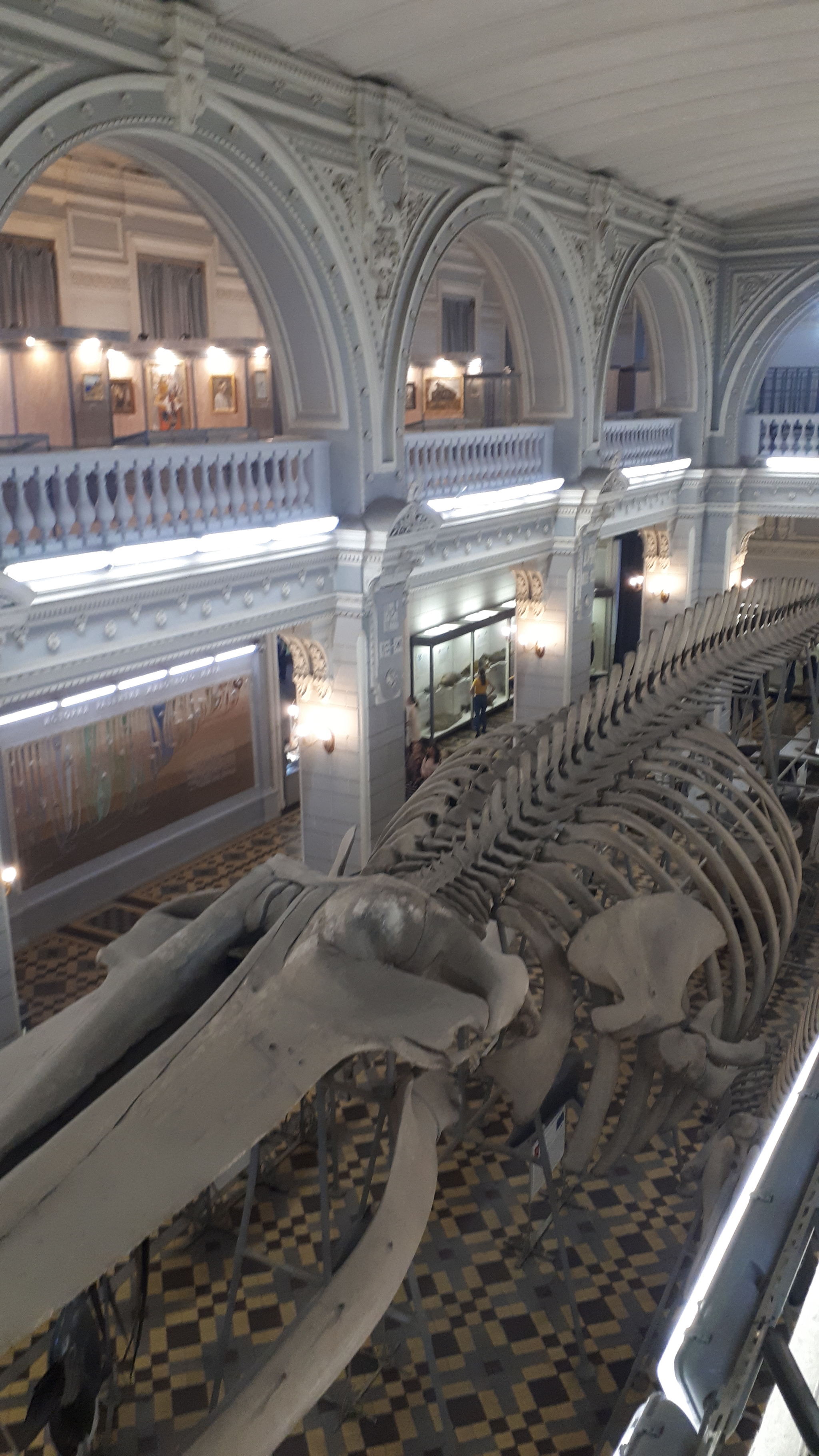 In the Zoological Museum of the Russian Academy of Sciences - My, Saint Petersburg, Museum, Biology, Story, The science, Longpost