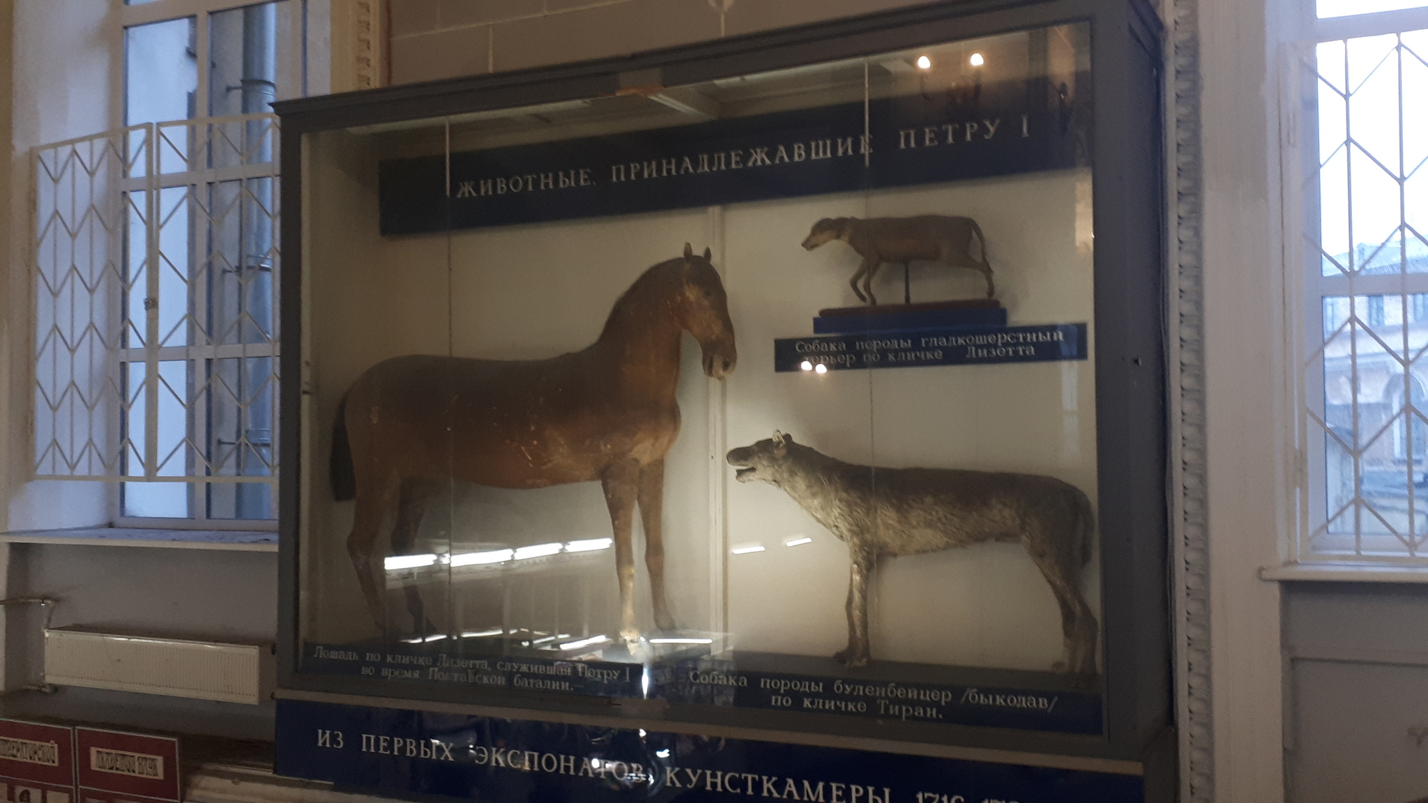 In the Zoological Museum of the Russian Academy of Sciences - My, Saint Petersburg, Museum, Biology, Story, The science, Longpost