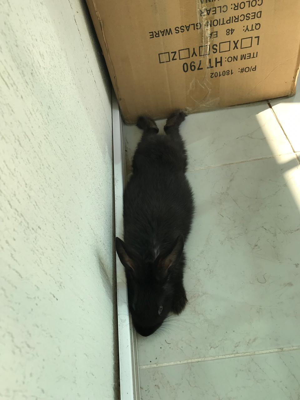 Rabbit and carrot - My, Rabbit, Animals, Pets, The photo, Longpost, Black