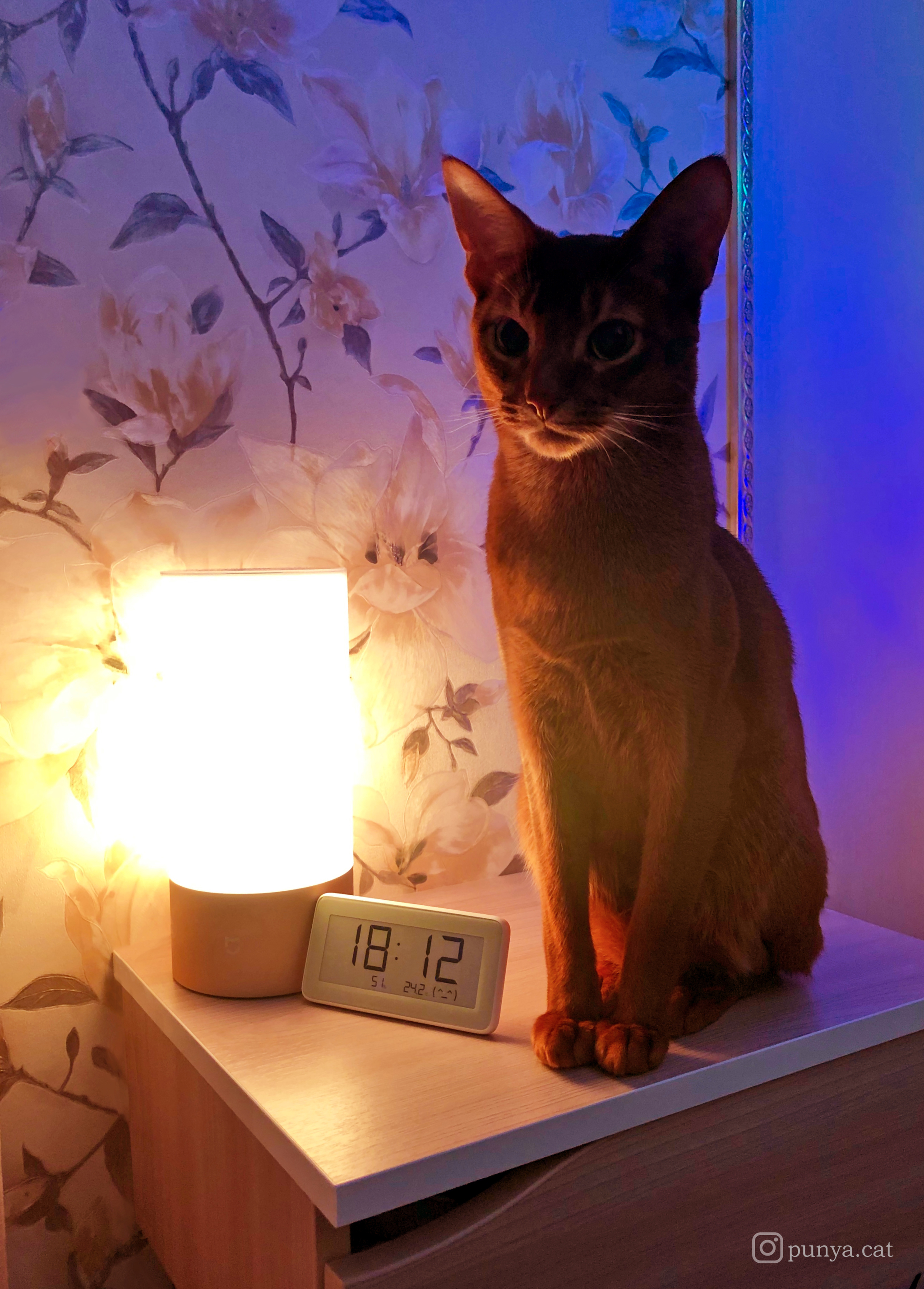 Lamp Abyssinian - Punya - My, Catomafia, cat, Abyssinian cat, Лампа, Cat with lamp