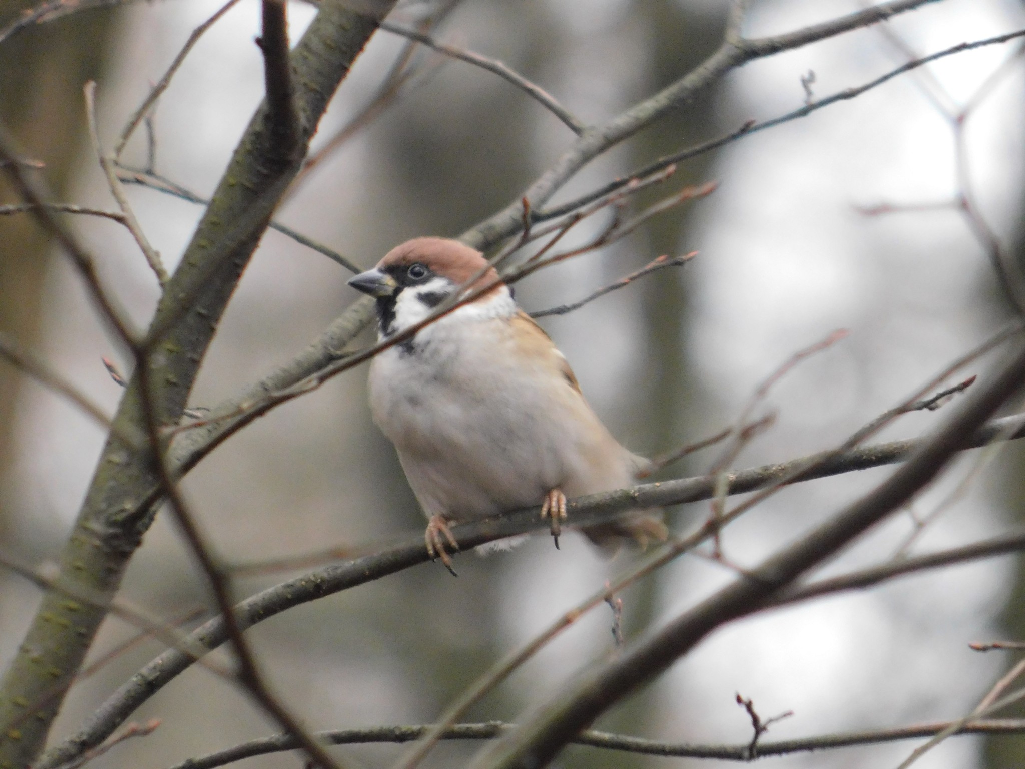 Tree sparrow. Polytech Park. 01/08/2020 - My, Sparrow, Bird watching, Saint Petersburg, Polytech, Ornithology, Birds, Longpost