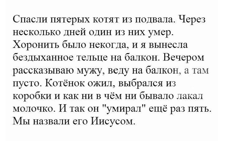 История спасённого Иисуса - Кот, Спасение животных, Реальная история из жизни, Картинка с текстом