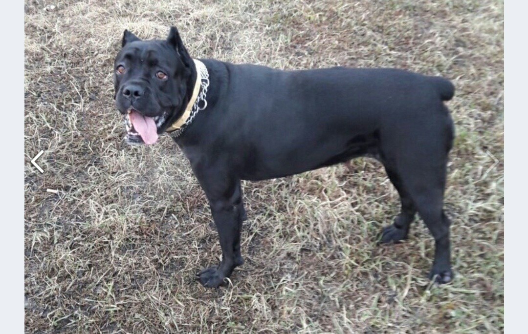 Help me find the dog! - Dog, Help me find, No rating, Nizhny Novgorod Region, The dog is missing, Cane Corso, Cane Corso