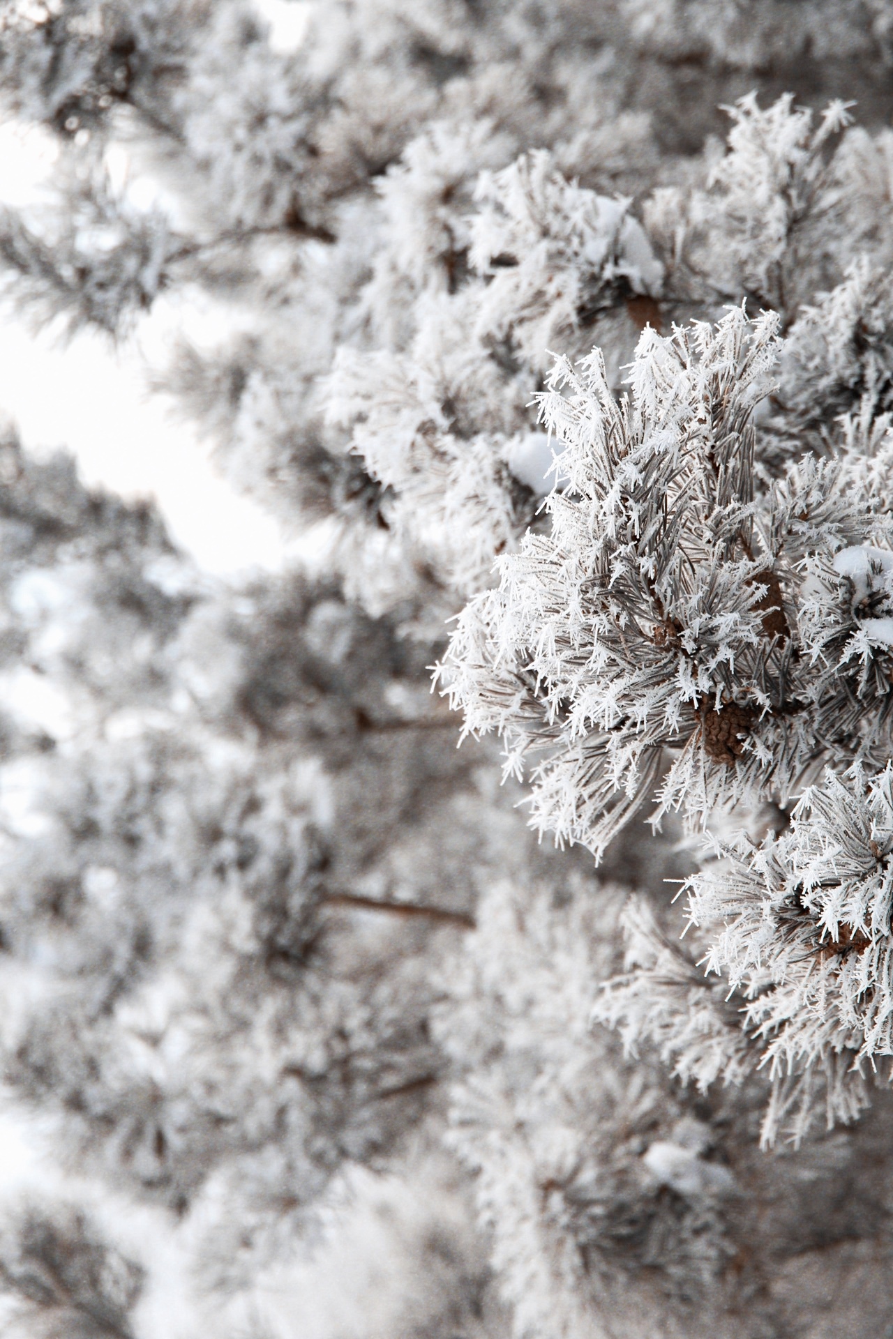 It's just frozen water - My, Winter, Canon, Longpost