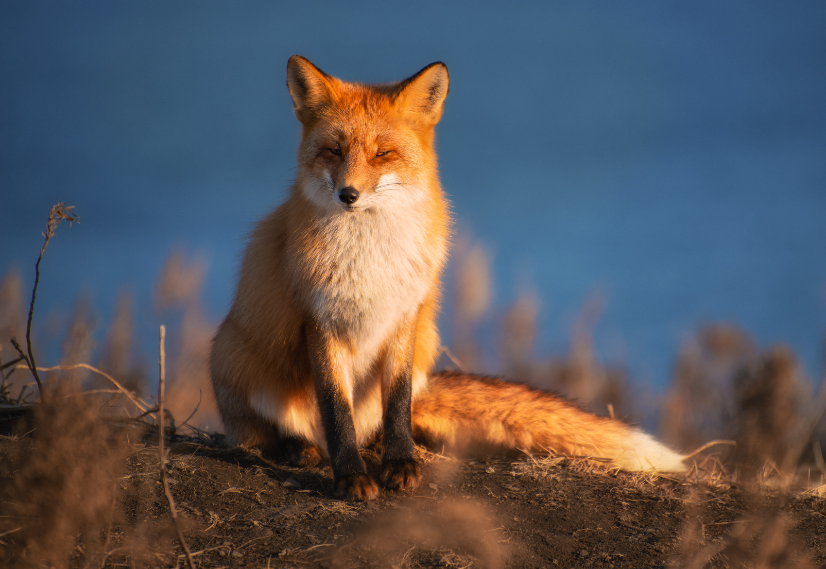 Foxes of Primorye - Fox, Primorsky Krai, Russian island, Longpost, Animals, The photo