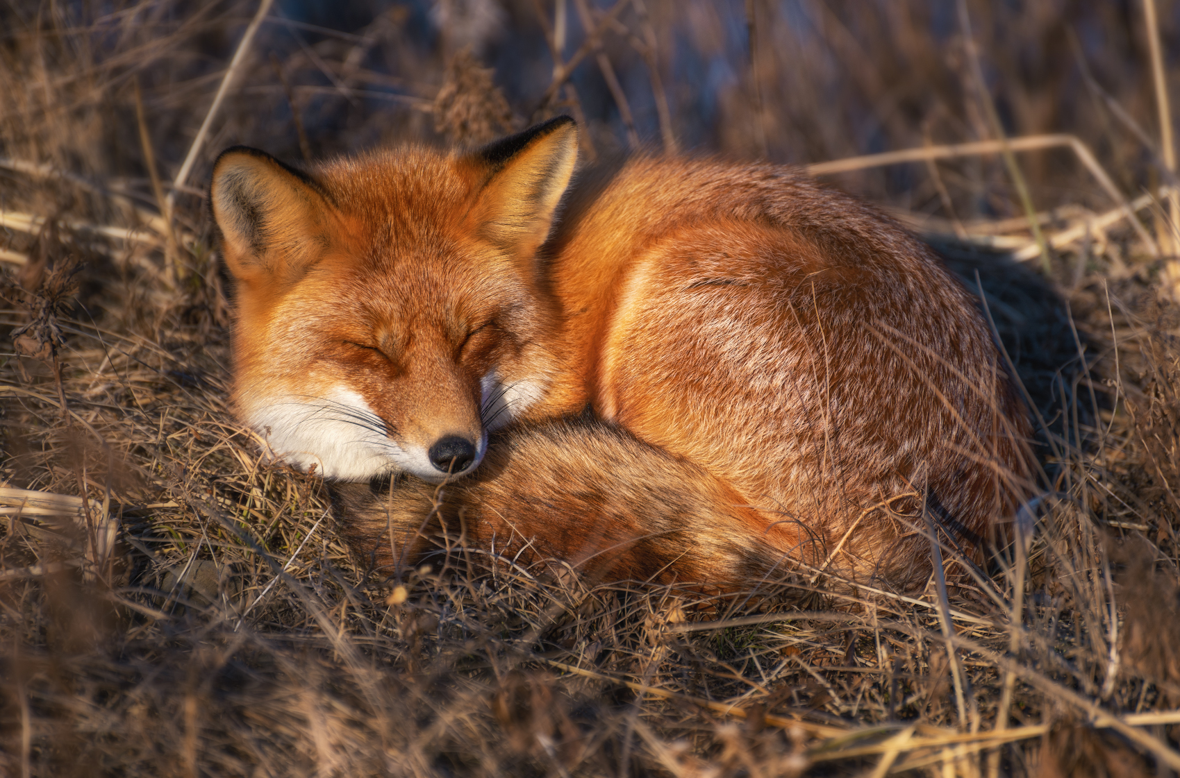 Foxes of Primorye - Fox, Primorsky Krai, Russian island, Longpost, Animals, The photo