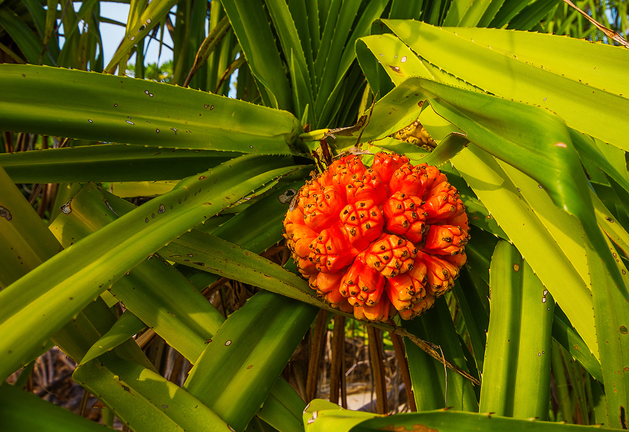 Strange colors of Fulhadhoo - My, Maldives, Travels, Landscape, The photo, Ocean, wildlife, Sunset, Family holiday, Longpost