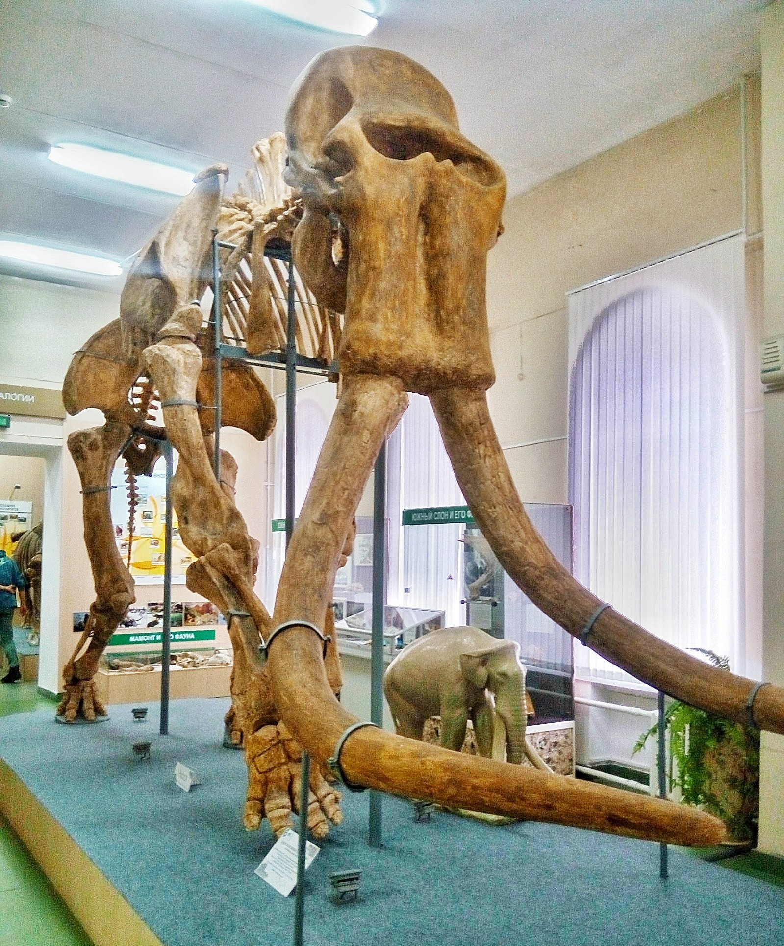 Stavropol region is the birthplace of elephants! - Paleontology, Elephants, Museum, The science, Story, Longpost