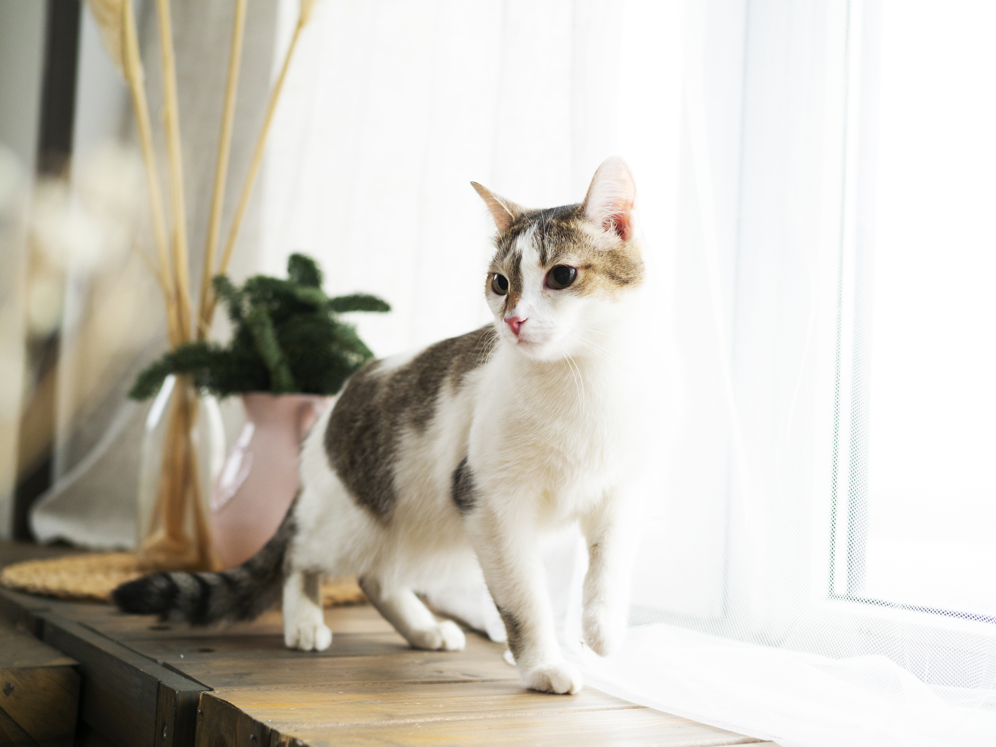 Photo session of shelter cats in Chelyabinsk - My, cat, Catomafia, No rating, Chelyabinsk, Shelter, Longpost