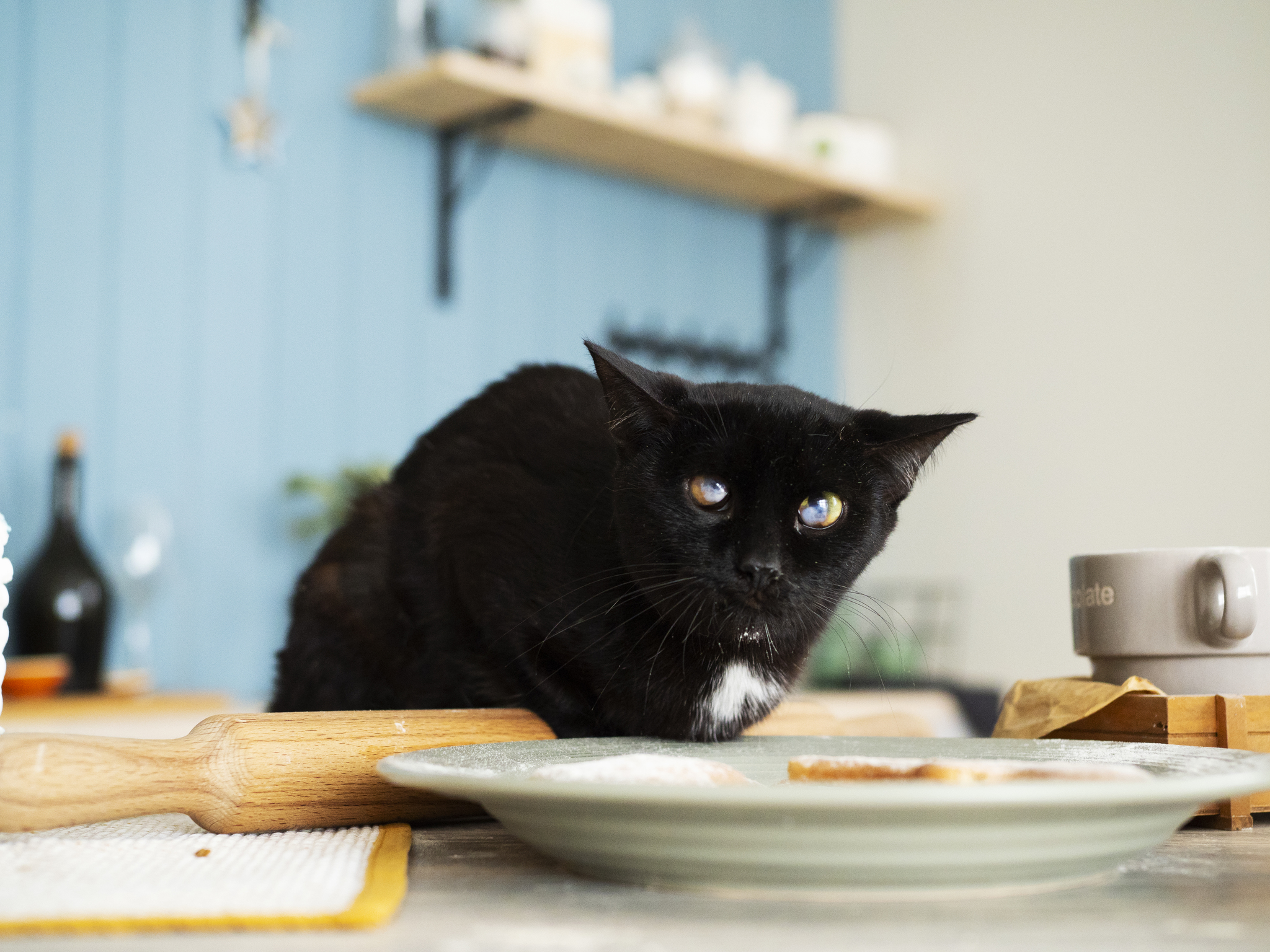 Photo session of shelter cats in Chelyabinsk - My, cat, Catomafia, No rating, Chelyabinsk, Shelter, Longpost