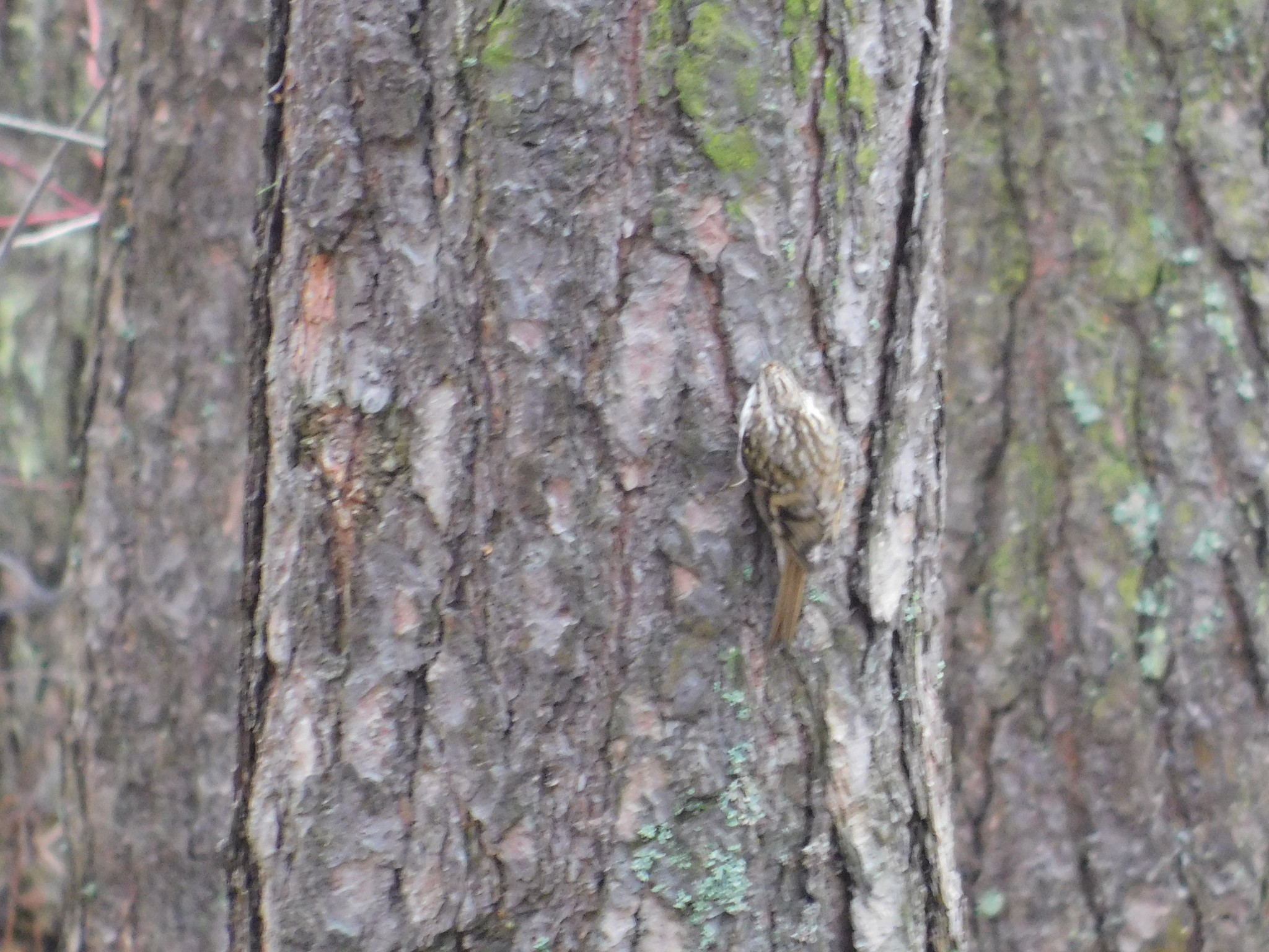 Pika in Sosnovka park. 02/10/2020 - My, Pika, Birds, Bird watching, Saint Petersburg, Sosnovka Park, Ornithology, Video, Longpost