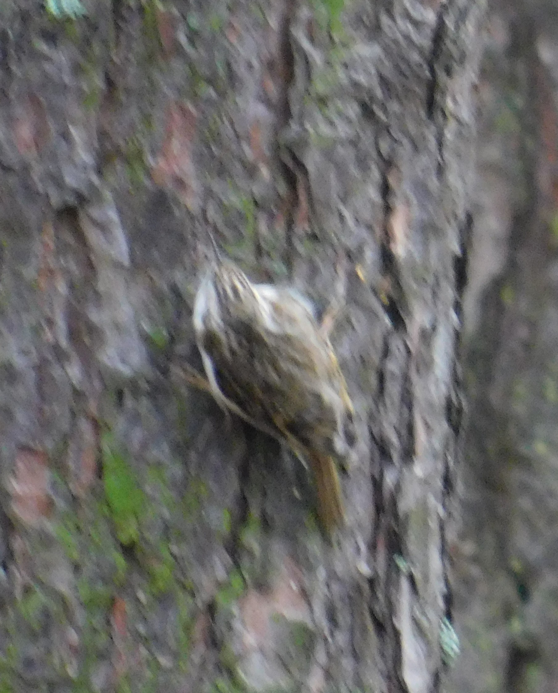 Pika in Sosnovka park. 02/10/2020 - My, Pika, Birds, Bird watching, Saint Petersburg, Sosnovka Park, Ornithology, Video, Longpost