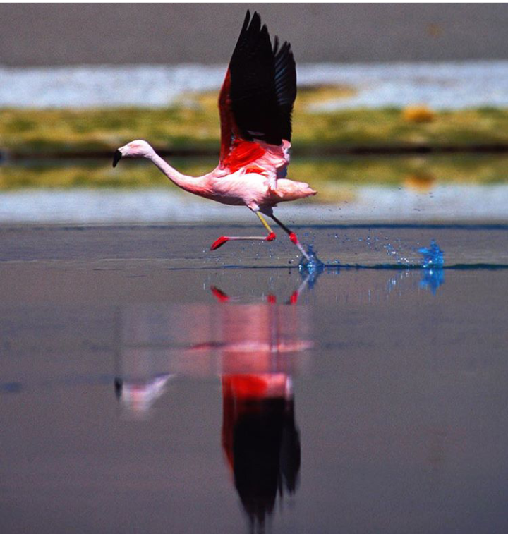 Flamingo run - Flamingo, Birds