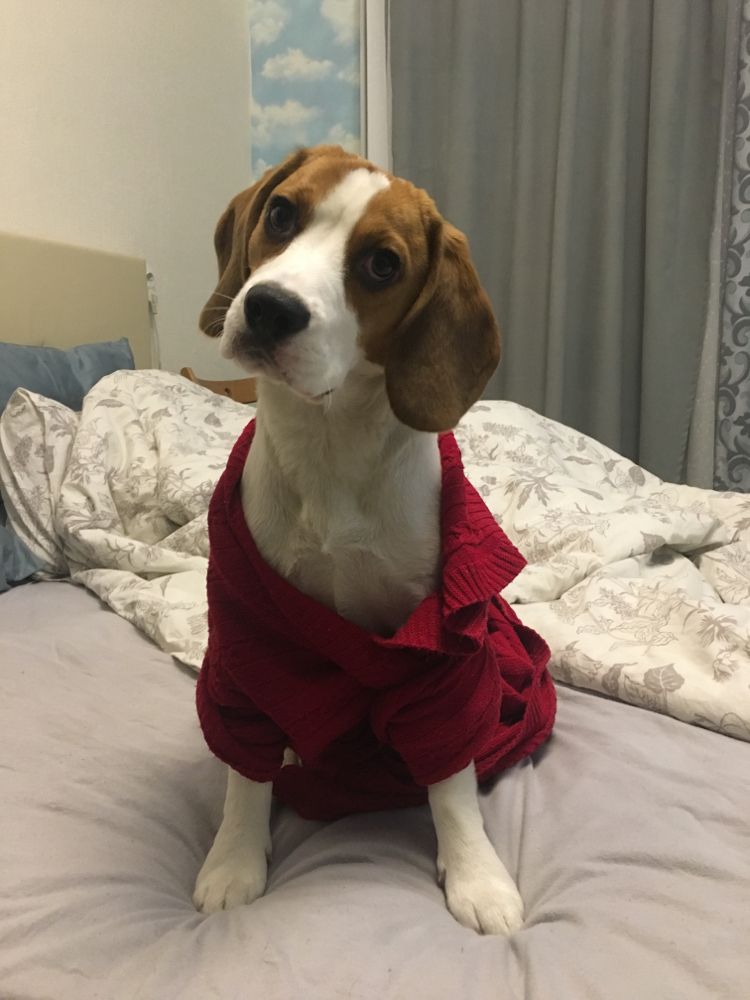 How to deal with a stinky dog - My, Dog, Beagle, Story, Longpost