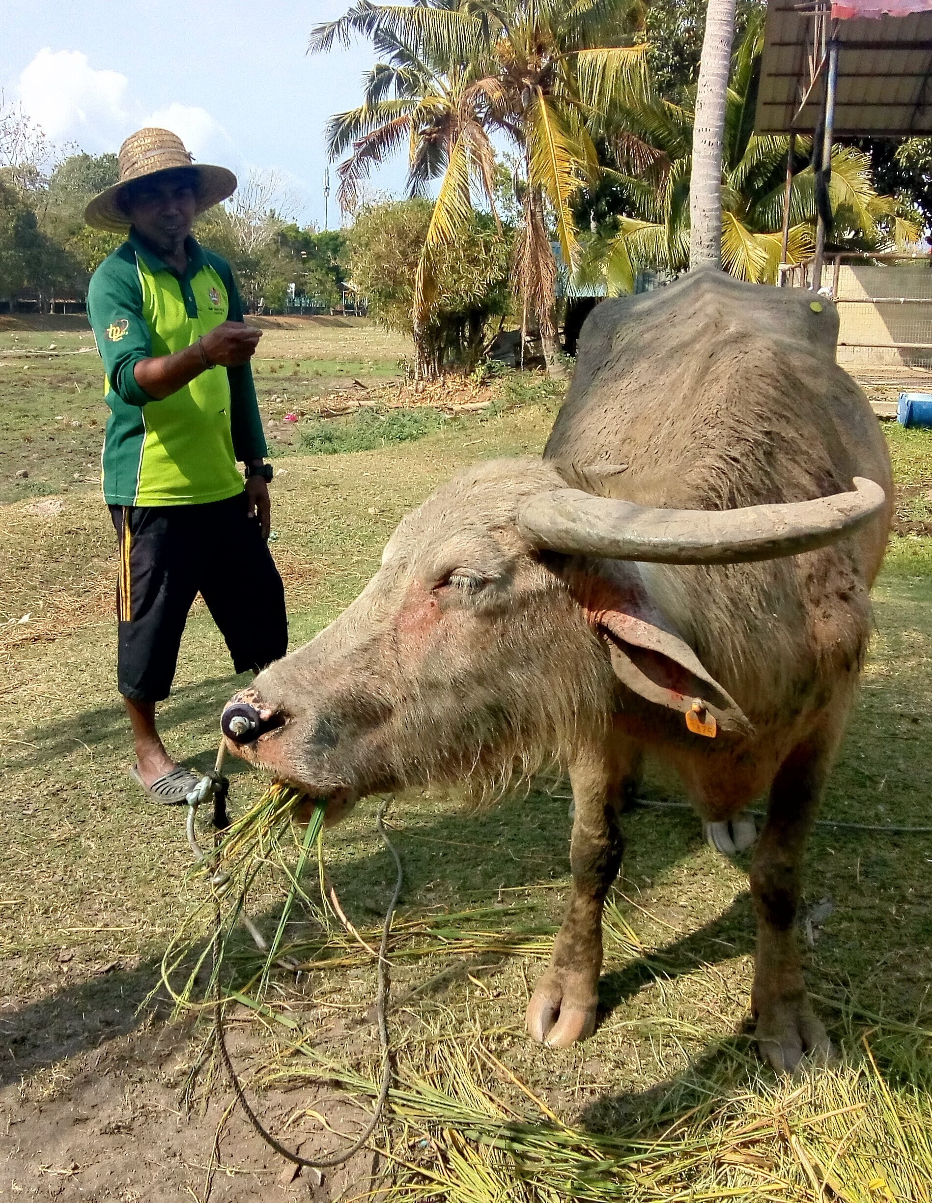 Route 23. Langkawi-Thailand - My, Malaysia, Thailand, Hitch-hiking, Travels, Langkawi, Didgeridoo, Durian, Longpost