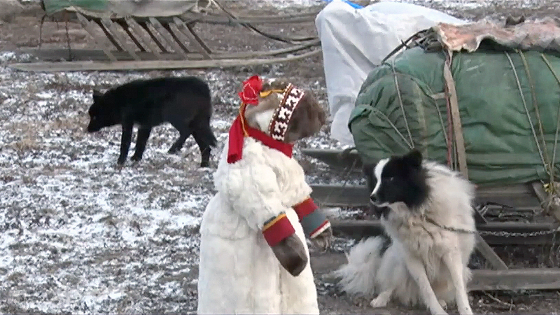 Meet the Nenets Laika - the symbol of the tundra! - Yamal, Kmns, Dog, Animals, Laika, Video, Longpost