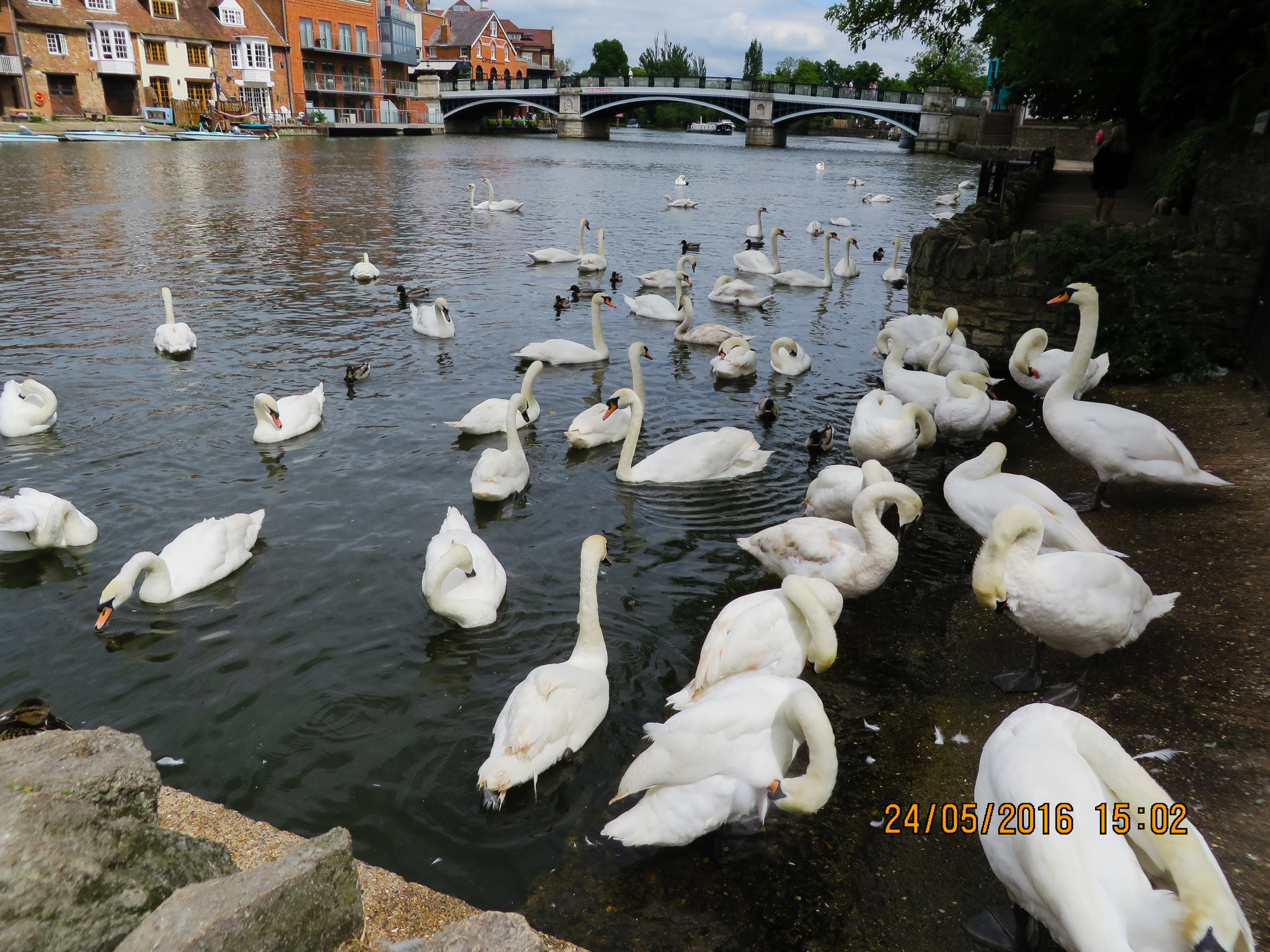 Thames, sir. But another Thames - My, Windsor, England, Great Britain, Castle, Guardsman, Longpost