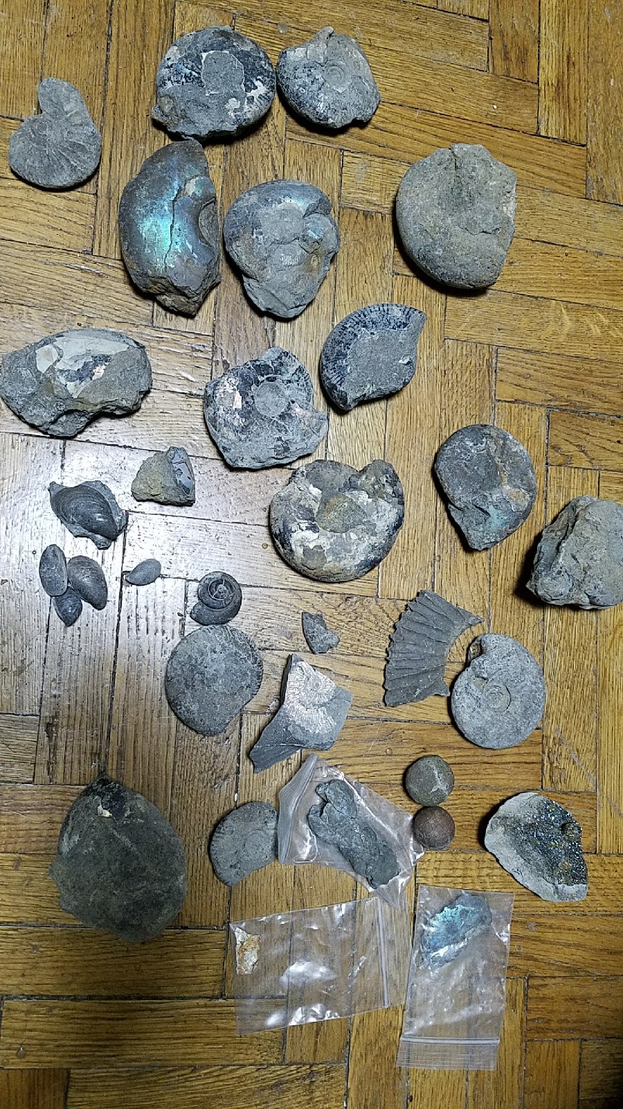 I will give away ammonites, brachiopods, gastropods, nodules (2) - My, I will give, Paleontology, Ammonite, Brachiopods, Pyrite, Longpost, Moscow