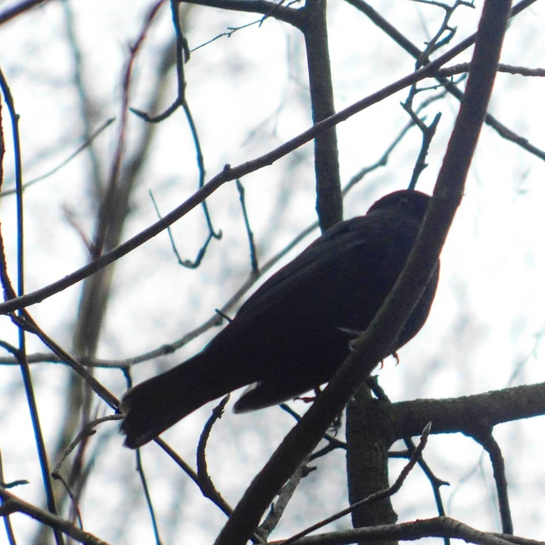 Blackbird in Sosnovka. 01/01/2020 - My, Thrush, Birds, Sosnovka Park, Saint Petersburg, Bird watching, Ornithology, Longpost